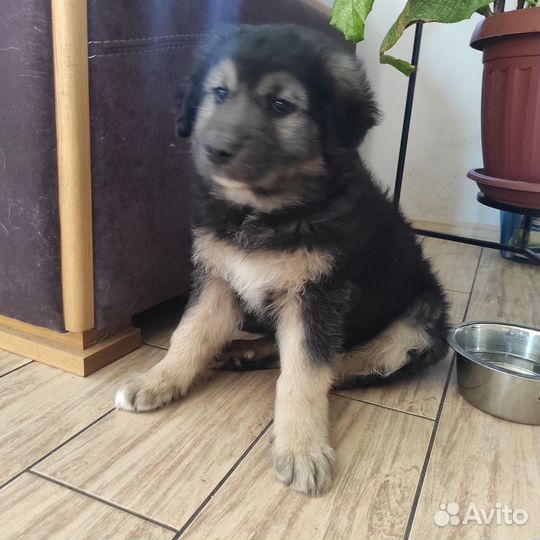 Щенок мальчик в добрые руки