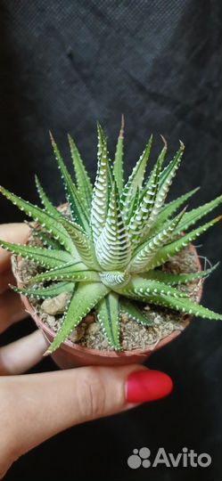 Суккуленты хавортия фасциата вариегата