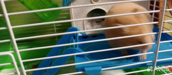 Сирийский хомяк