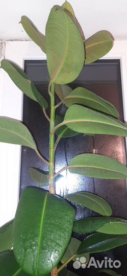 Фикус большой