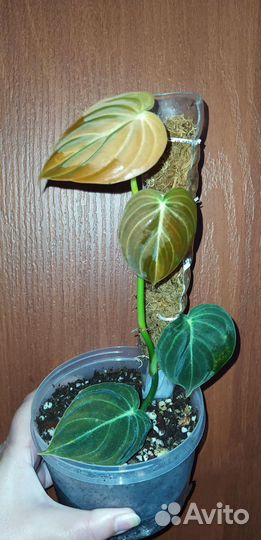 Филодендроны