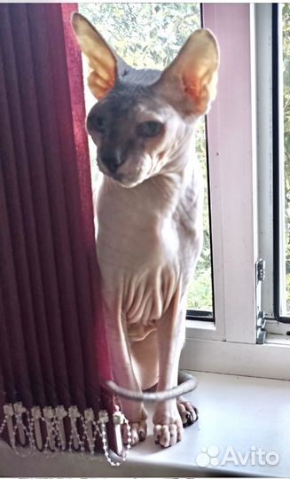 Кошки в добрые руки