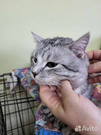 Кот Полосун