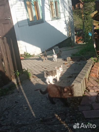 Котятки в добрые руки
