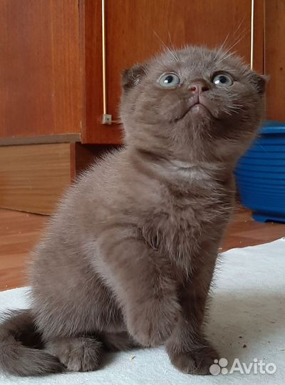 Шотландская