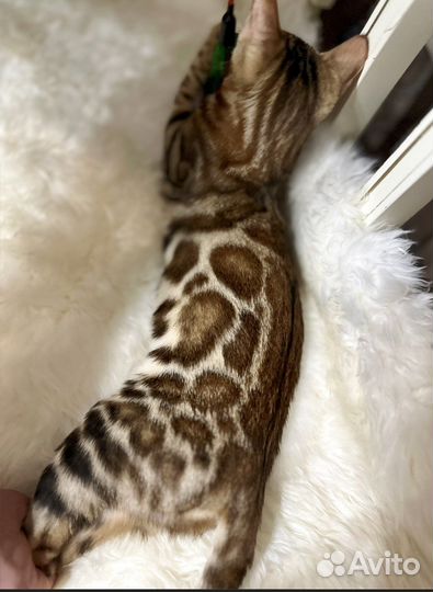 Бенгальские котята