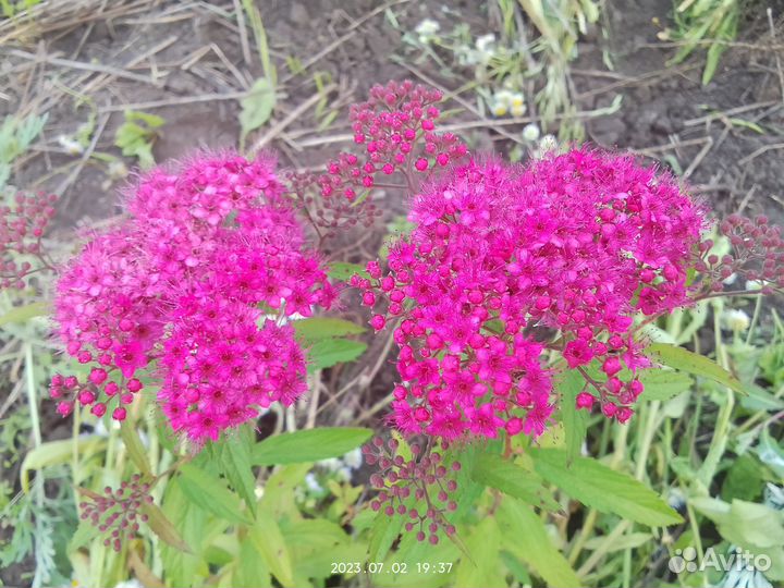 Местные саженцы плодовых и декоративных культур