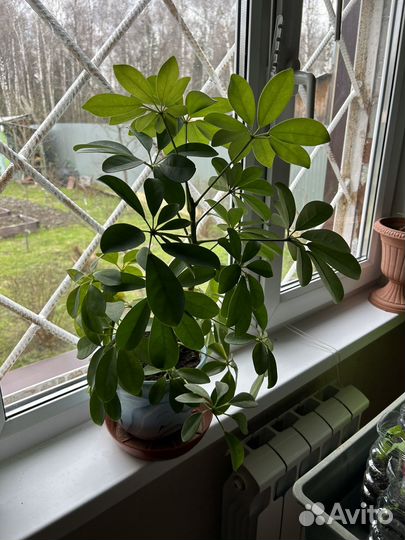 Комнатные цветы шефлера