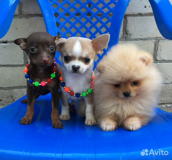 Чишки девчонки и мальчишки