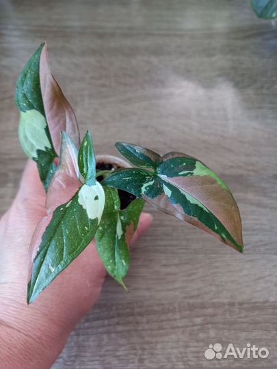 Комнатные растения цветы