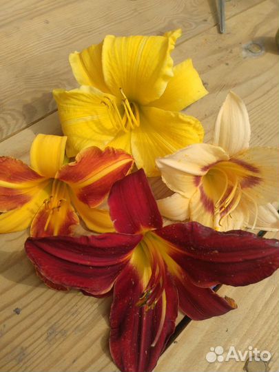 Лилейники и лилии