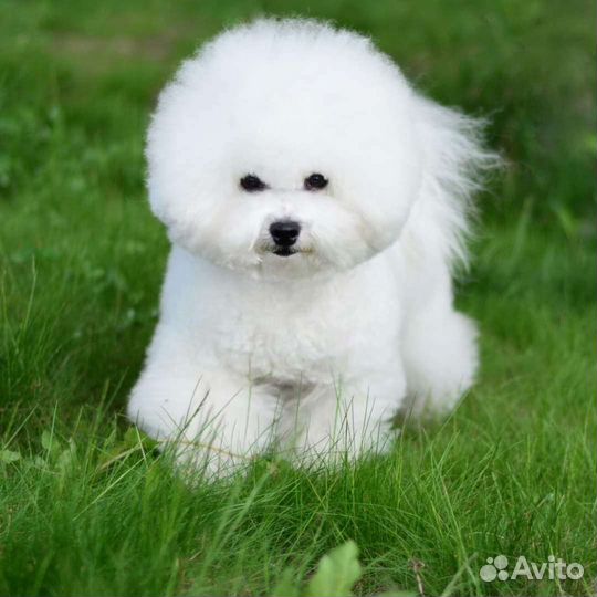 Вязка кобель