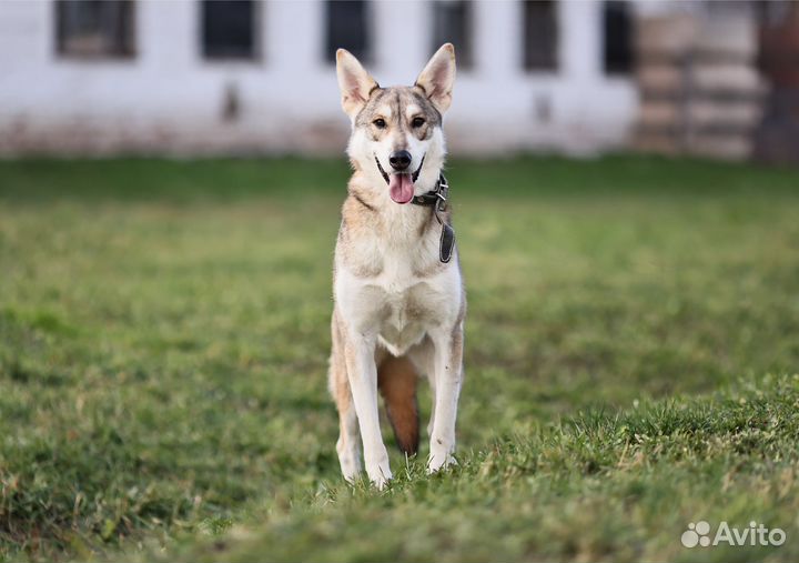 Метис лайки в дар в добрые руки
