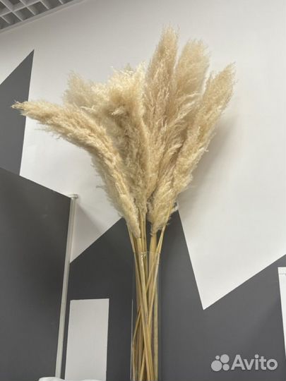 Помпасная трава