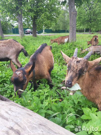 Коза дойная