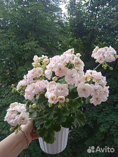 Стеллары,Пеларгонии сортовые (герань)