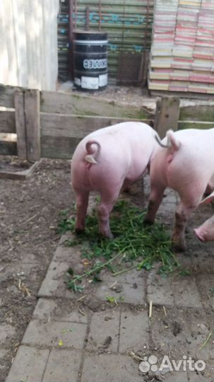 Племенные свинки Ф1