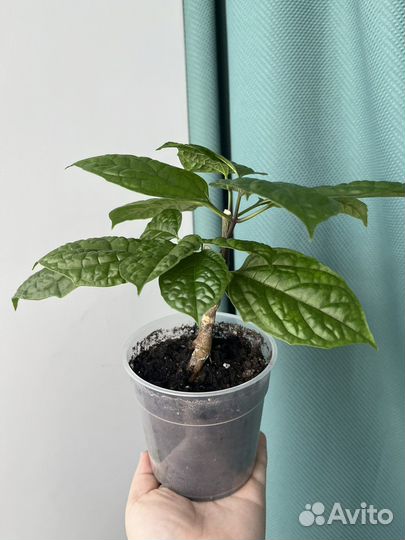 Клеродендрум томпсон