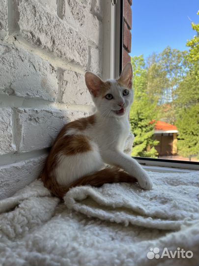 Рыжий с белым котенок