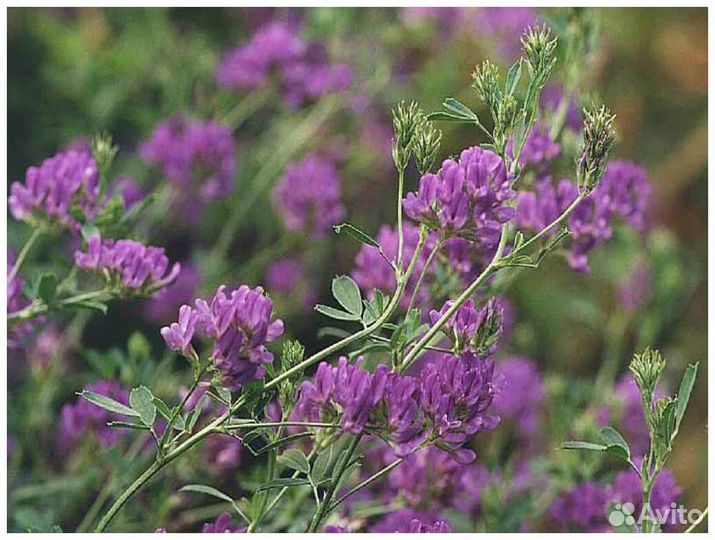 Семена люцерны