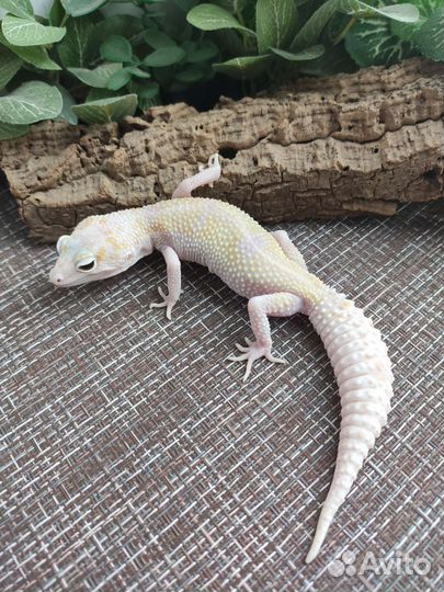 Рептилия, эублефар, ящерица, геккон