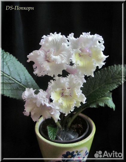 Стрептокарпусы