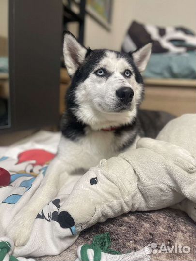 Сибирский хаски девочка