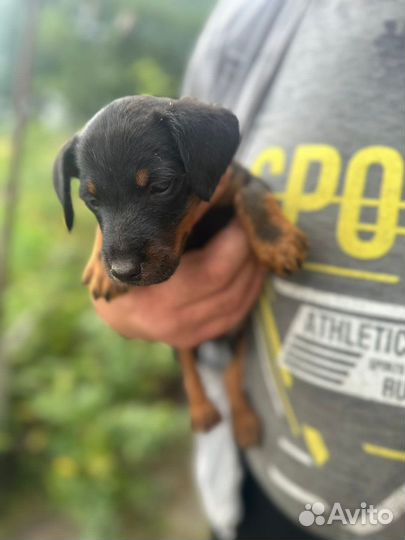 Щенки ягдтерьера