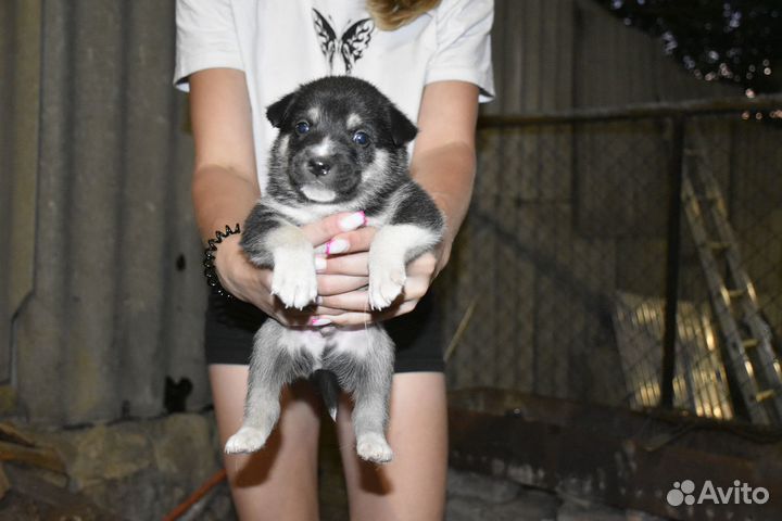 Щенки в дар