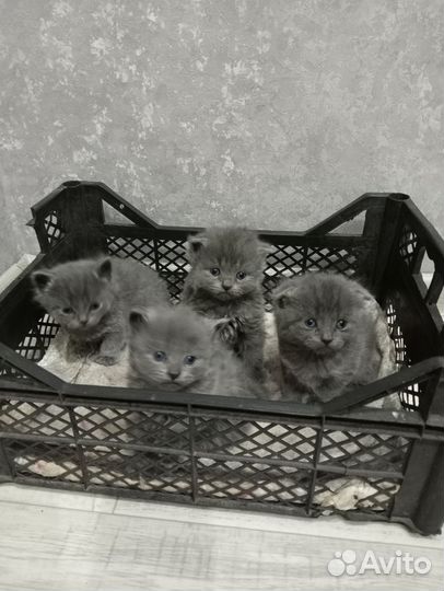 Британские вислоухие котята