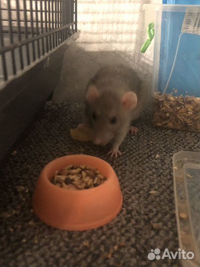 Отдам бесплатно крыску