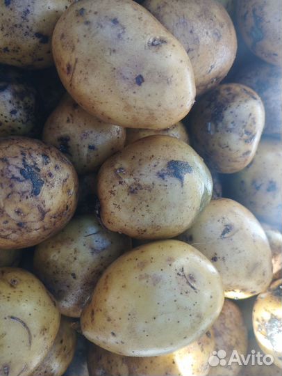Картофель. семенной