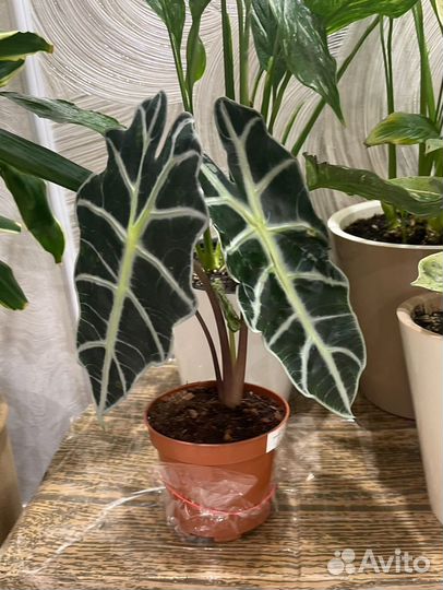 Алоказия полли