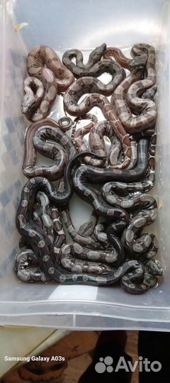 Удав императорский