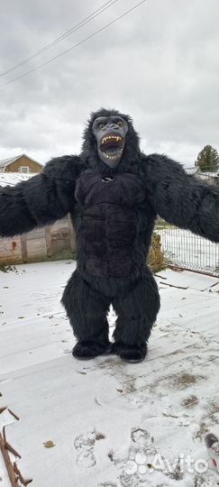Аниматор горилла-Роки