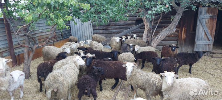 Овцы и бараны