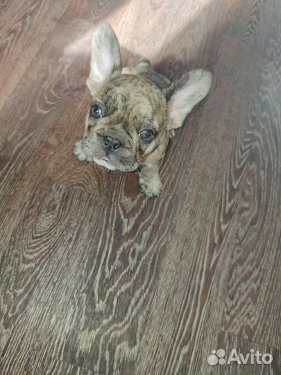 Продаю щенка породы французский бульдог