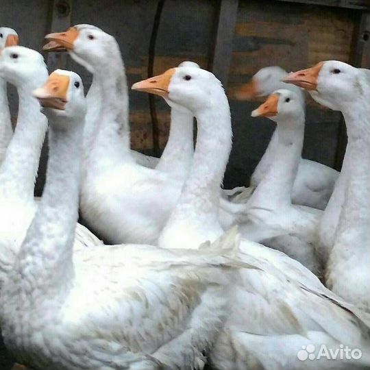 Гуси Линда 5 мес