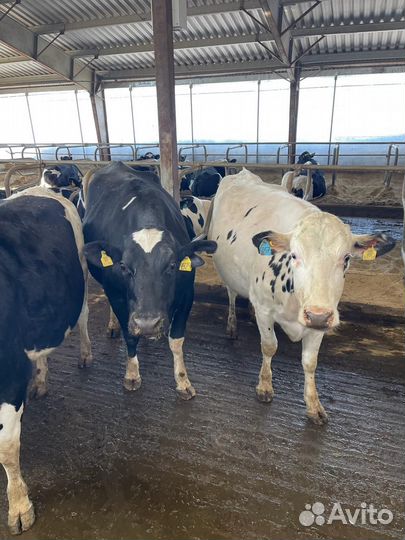 Телки нетели