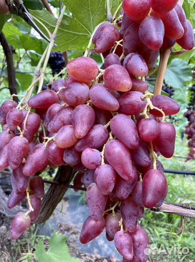 Саженцы винограда и плодовых