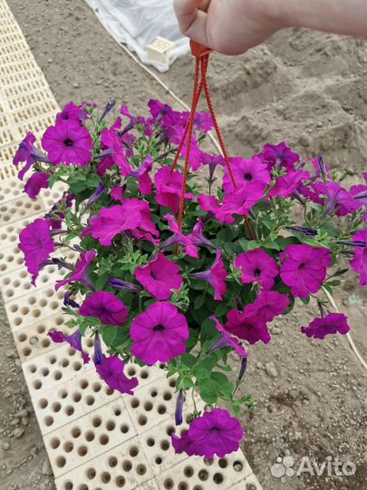 Ампельная петуния в подвесном кашпо