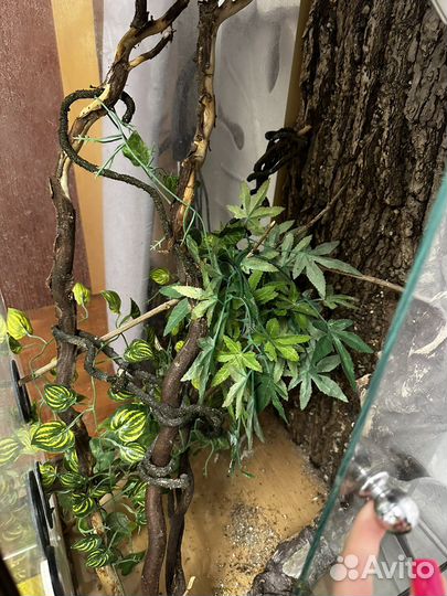 Террариум для хамелеона (+ультрафиолетовая лампа)