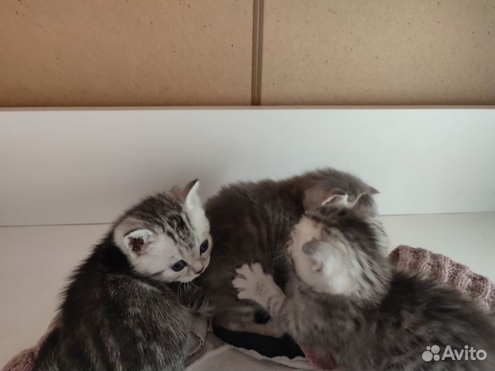 Британские котята