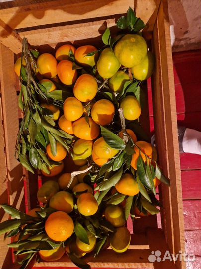 Абхазские мандарины