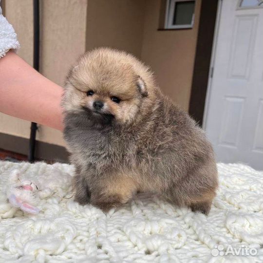 Шпиц миниатюрная девочка