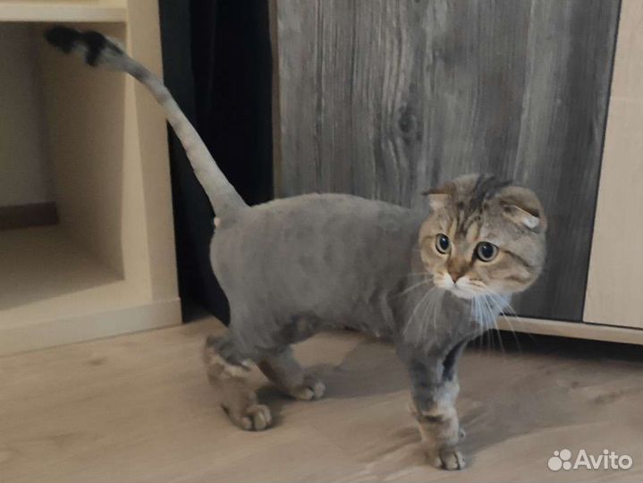 Стрижка кошек