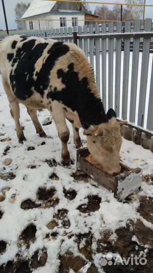 Продается бычок
