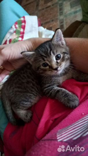 Котёнок. Мальчик