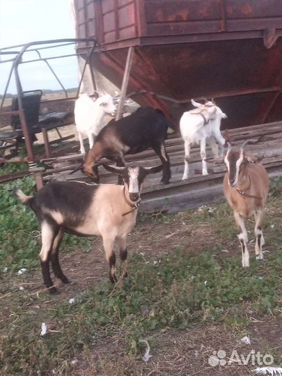 Продам коз разных пород