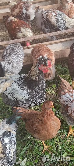 Молодые петухи и куры